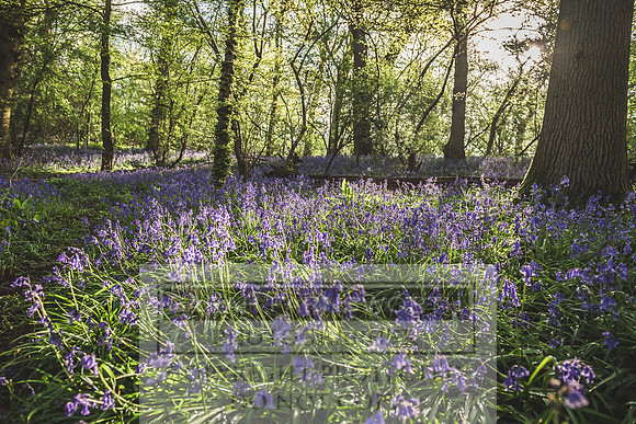 Cotswold Bluebell Woods-31