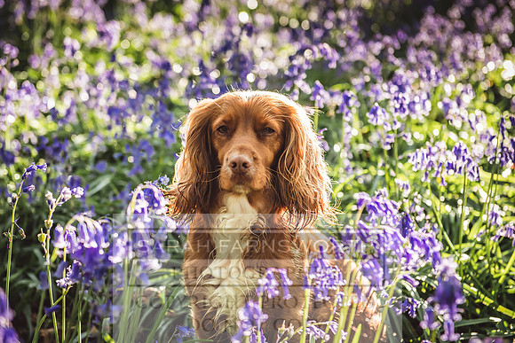 Cotswold Bluebell Woods-58