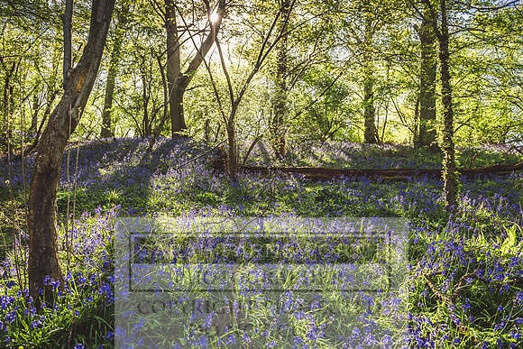 Cotswold Bluebell Woods-86