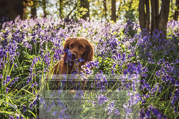 Cotswold Bluebell Woods-61