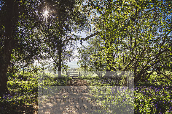 Cotswold Bluebell Woods-65