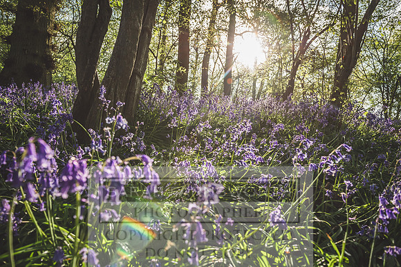 Cotswold Bluebell Woods-40