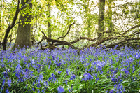 Cotswold Bluebell Woods-19