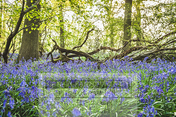 Cotswold Bluebell Woods-19