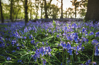 Cotswold Bluebell Woods-17