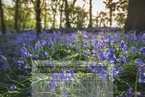 Cotswold Bluebell Woods-17
