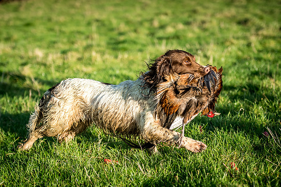 Overbury Beaters Day 2018-74