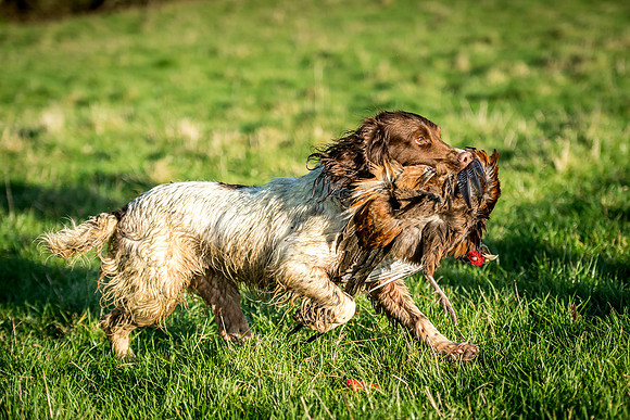 Overbury Beaters Day 2018-73