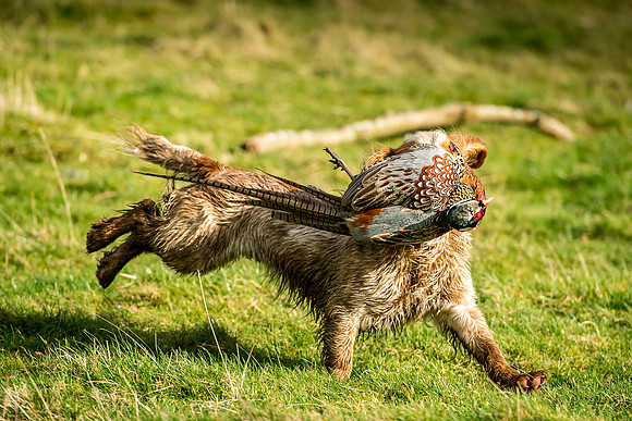 Overbury Beaters Day 2018-184