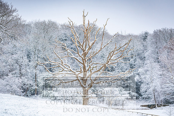 Overbury Snow January 2021-15