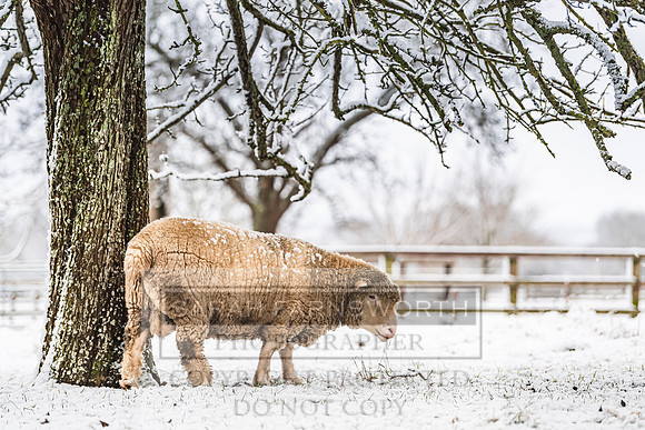 Overbury Snow January 2021-47
