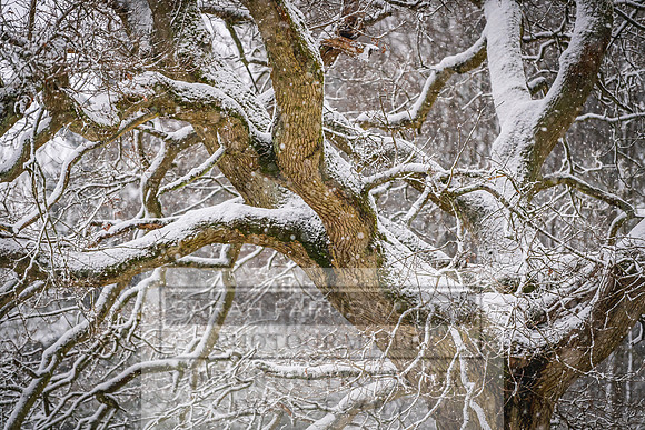 Overbury Snow January 2021-26