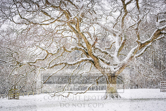 Overbury Snow January 2021-22