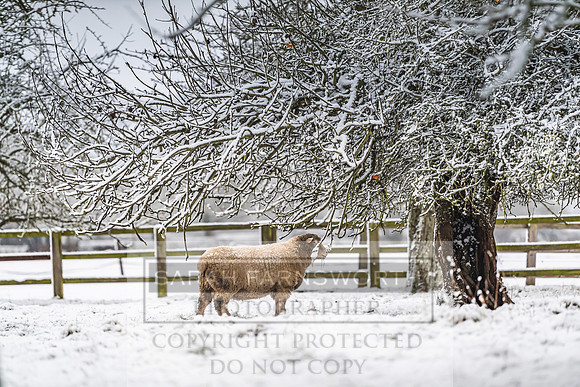 Overbury Snow January 2021-48