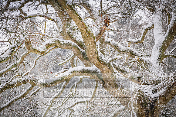 Overbury Snow January 2021-24