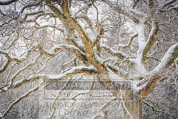 Overbury Snow January 2021-23