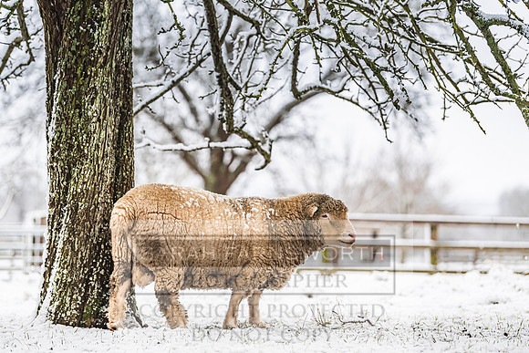 Overbury Snow January 2021-50