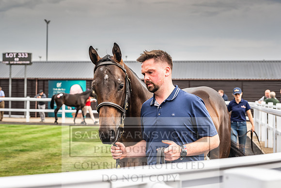 Goffs UK PY24-430
