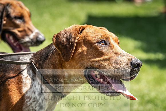 Builth Hound Show 2019-107