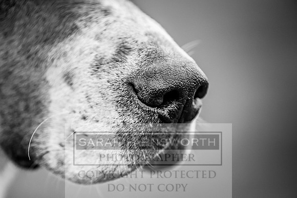 Wynnstay 020309-429