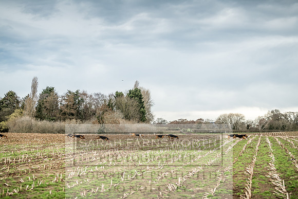 Wynnstay 020309-143