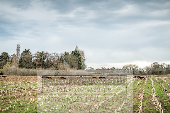 Wynnstay 020309-144