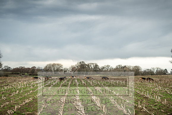 Wynnstay 020309-147