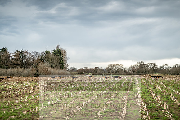 Wynnstay 020309-145