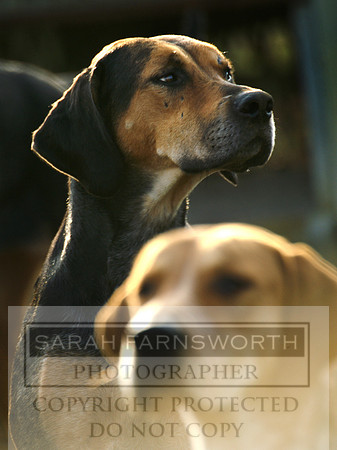 beaufort hounds 01