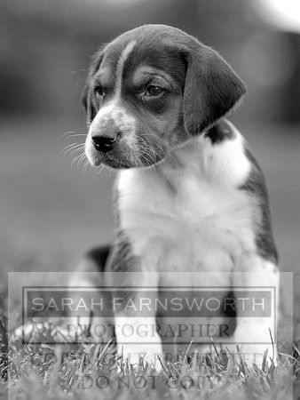 HHC puppies09 04 bw