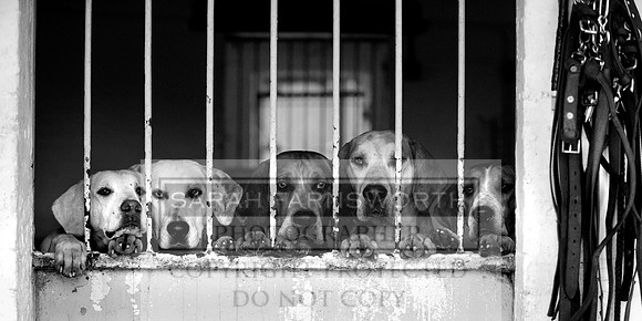 C&H kennels 002 bw