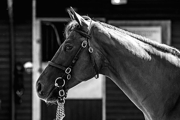 Goffs UK Breeze Up 2022-173