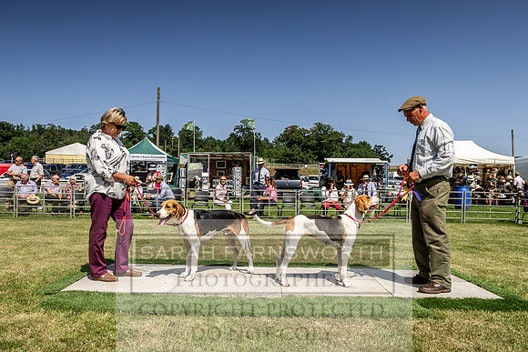 Builth Hound Show 2019-171
