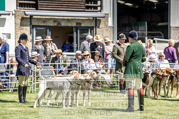 Builth Hound Show 2019-82
