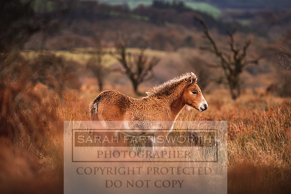 Exmoor Autumn 2020-21