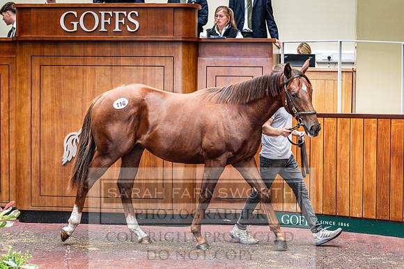 Goffs UK PY24-153
