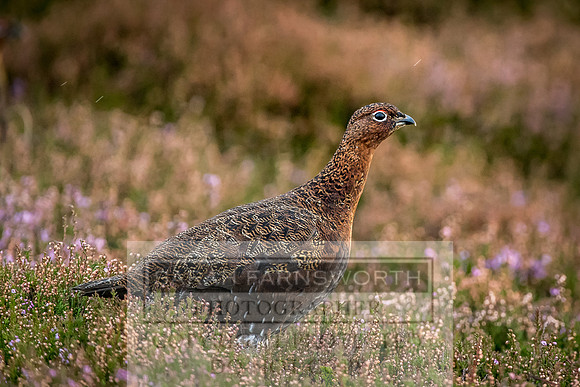 Grouse in Teesdale-14