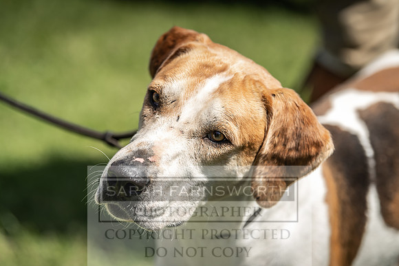 Builth Hound Show 2019-106