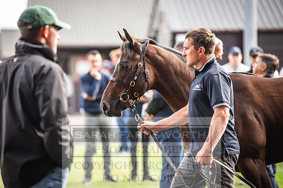 Goffs UK PY24-80