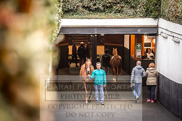 Goffs Orby 2022 Day 1-93