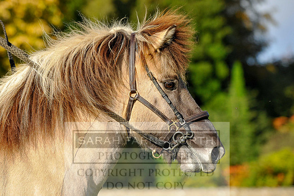 Heythrop Fun Ride 2014-34