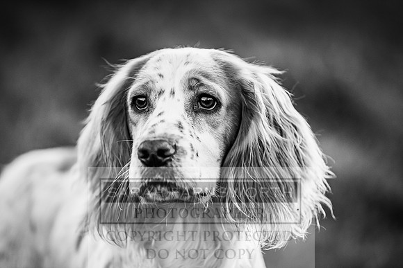 Avonmeadow Stud Dogs-141