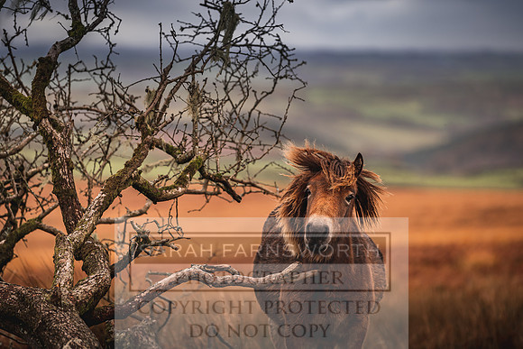 Exmoor Autumn 2020-32