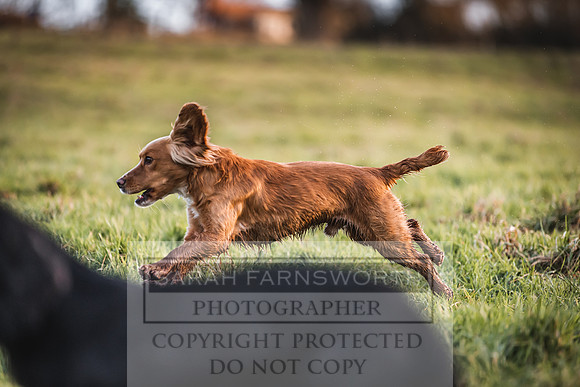 Avonmeadow Stud Dogs-153