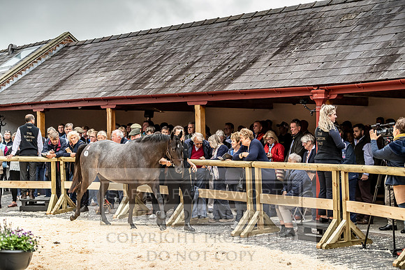 GUK Yorton Sale 2019-312