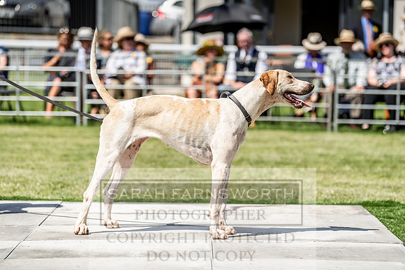 Builth Hound Show 2019-156