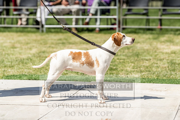 Builth Hound Show 2019-147