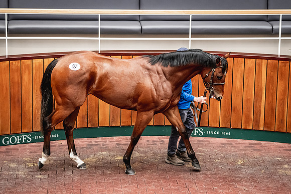 Goffs UK Breeze Up 2022-266