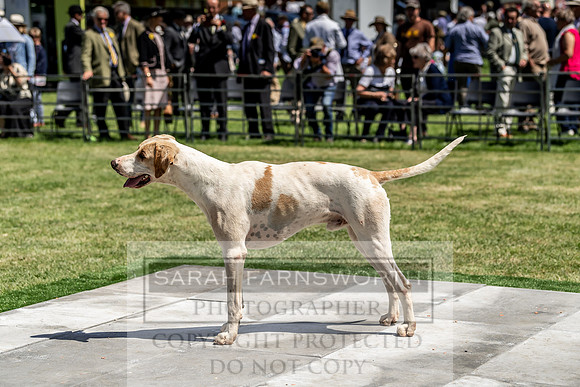 Builth Hound Show 2019-141
