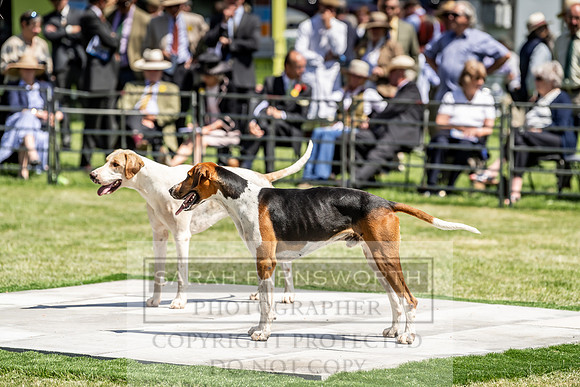 Builth Hound Show 2019-134